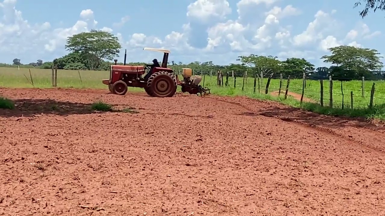 Plantando milho no sitio da tia leci 2024
