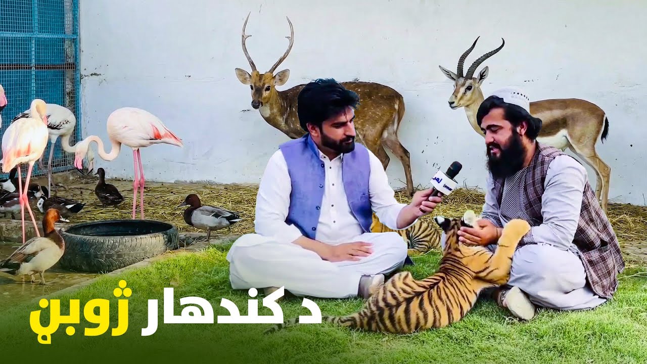 د کندهار په ژوبڼ کې کوم ژوي ساتل کېږي؟