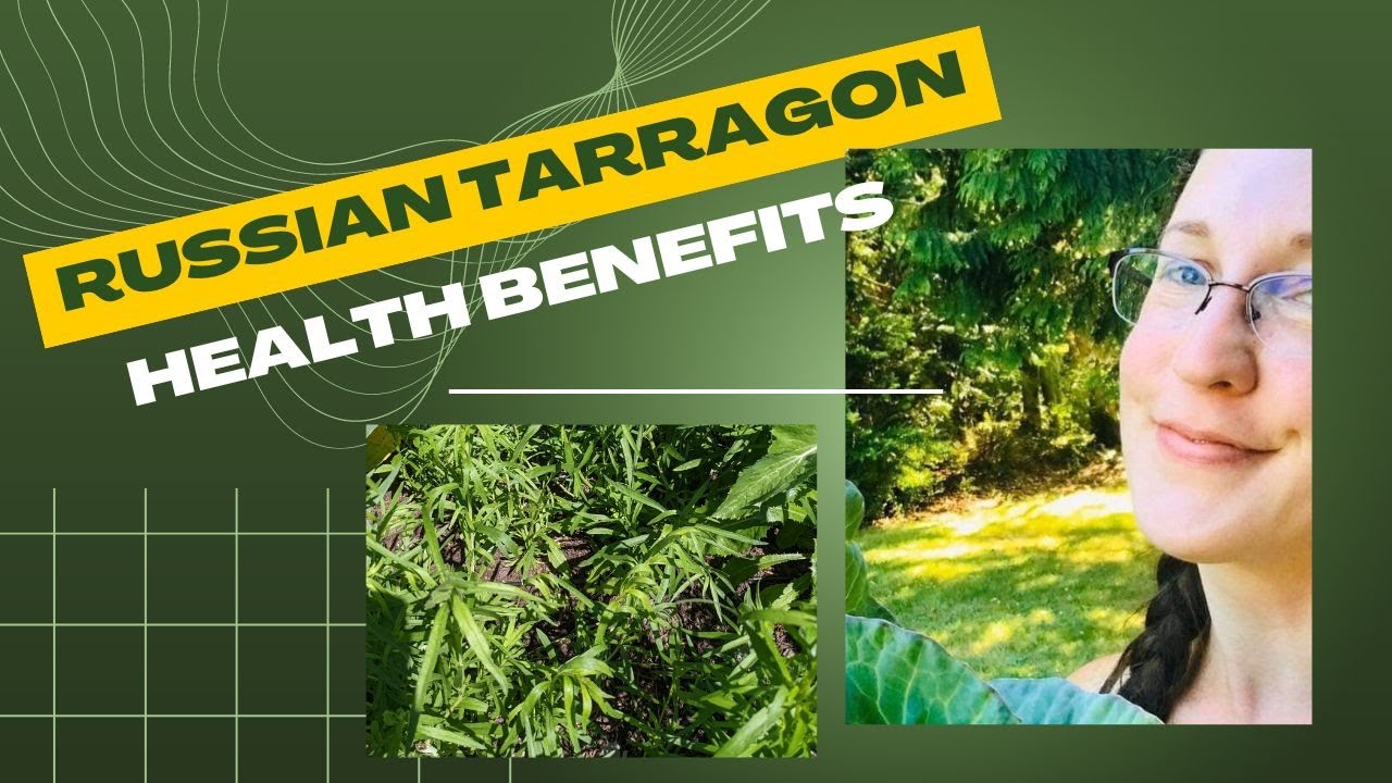 Amazing Medicinal Benefits of Russian Tarragon