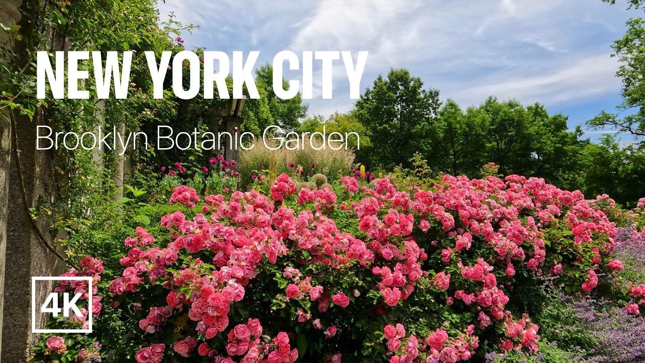 [4K] New York City 🗽 Summer Walk - Brooklyn Botanic Garden - Rose Season [Jun. 2022]