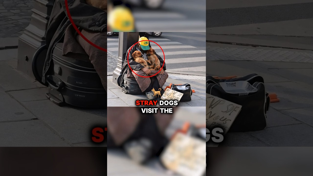 Stray Dogs Visit Homeless Man Daily🐶😱 