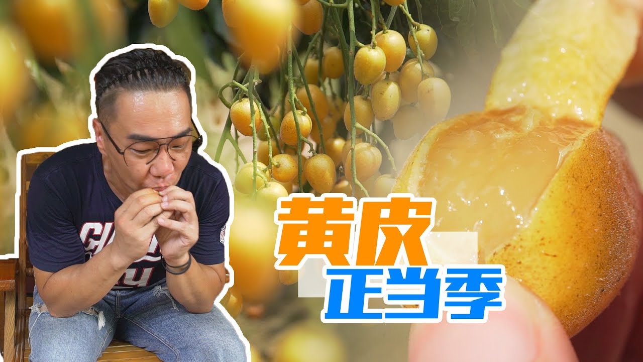 云浮︱吃完荔枝该吃黄皮了！“日常鲜甜”、“日常爽脆”已经没法概括它的好！ 【品城记】