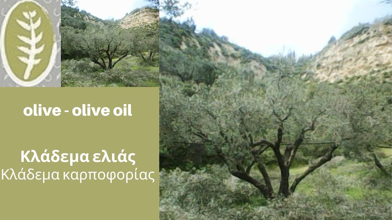 Κλάδεμα ελιάς .  Κλάδεμα καρποφορίας