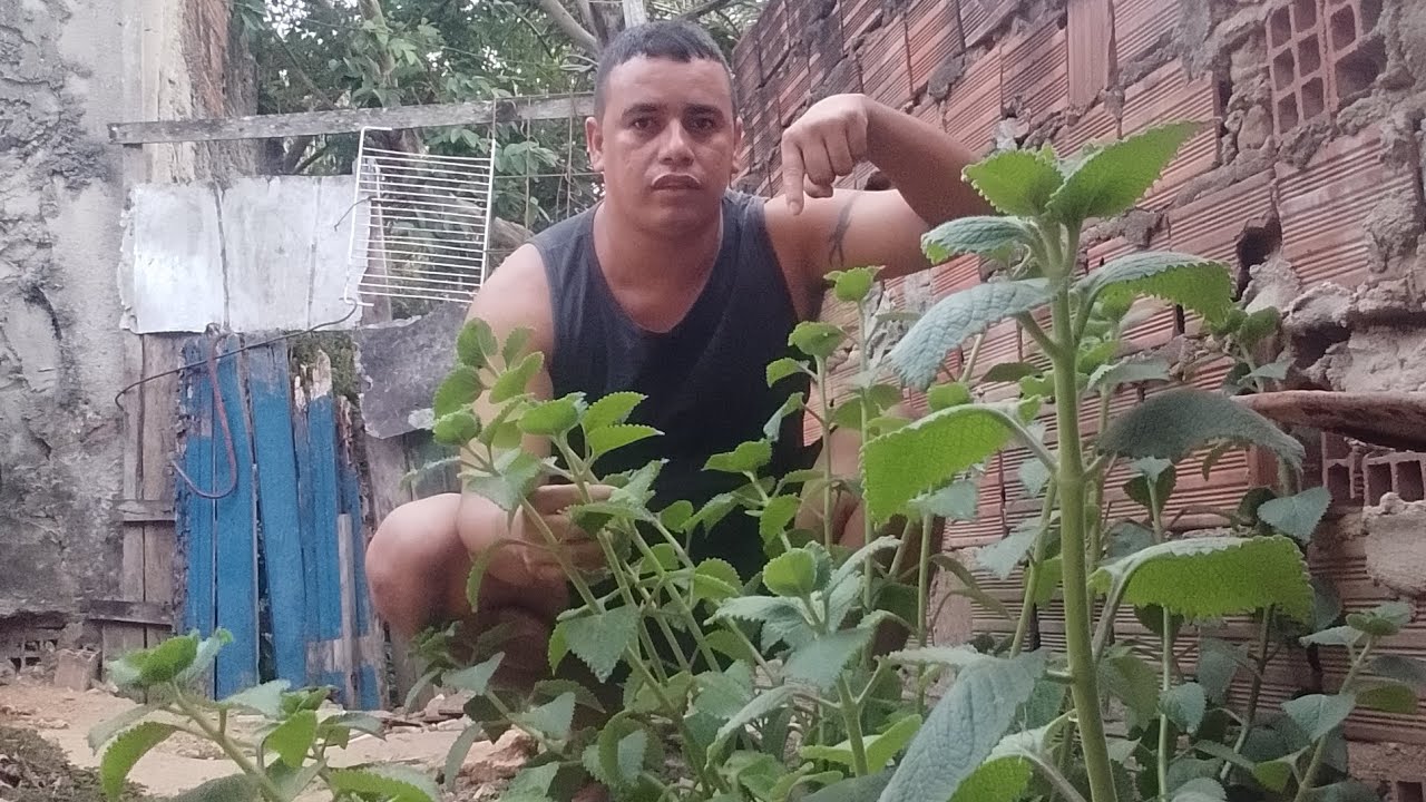 AGUANDO E TRATANDO DO MEU JARDIM MEDICINAIS NO MEU QUINTAL 