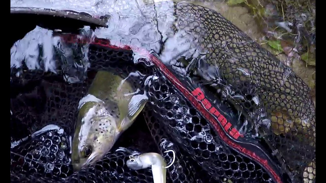 Pêche de la truite sur la vis.