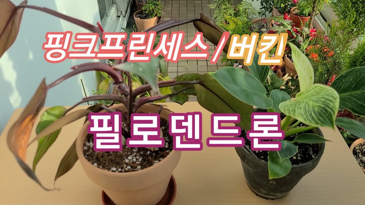 열대식물 필로덴드론 핑크프린세스와 버킨 키우기/덩쿨로 키울지 세워 키울 지 고려중이에요./ philodendron pinkprincess /birkin