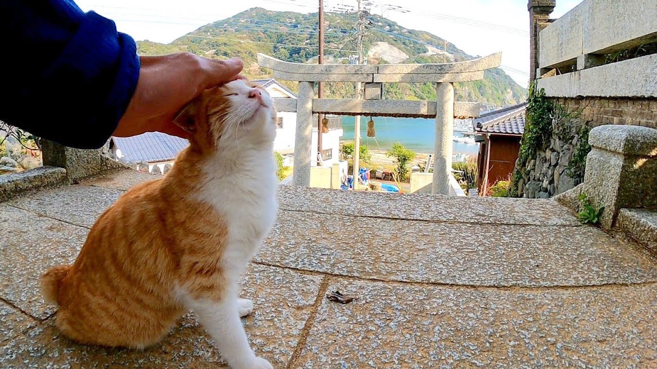  Кошка у храма, которая выглядит далеко, начала испортить себя, как только я заметил, что я пришел