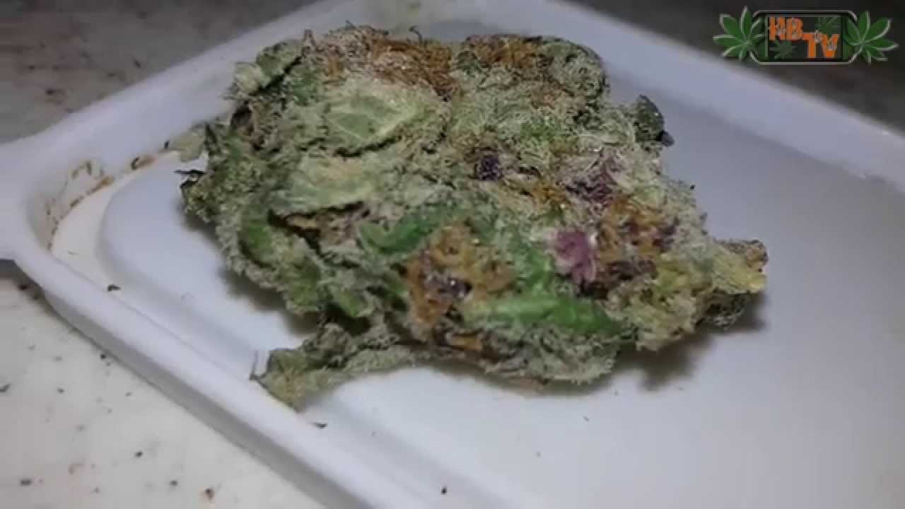 Skunk Daily #102 (4/22/2015) - Purple Sugar Hash Plant Strain Review