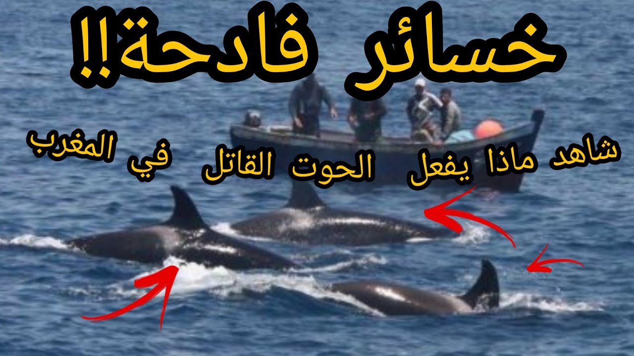 شاهد للأول مرة أشرس حرب بين الحوت القاتل و البحارة في المغرب حول التونة الحمراء!! معلومات حصرية