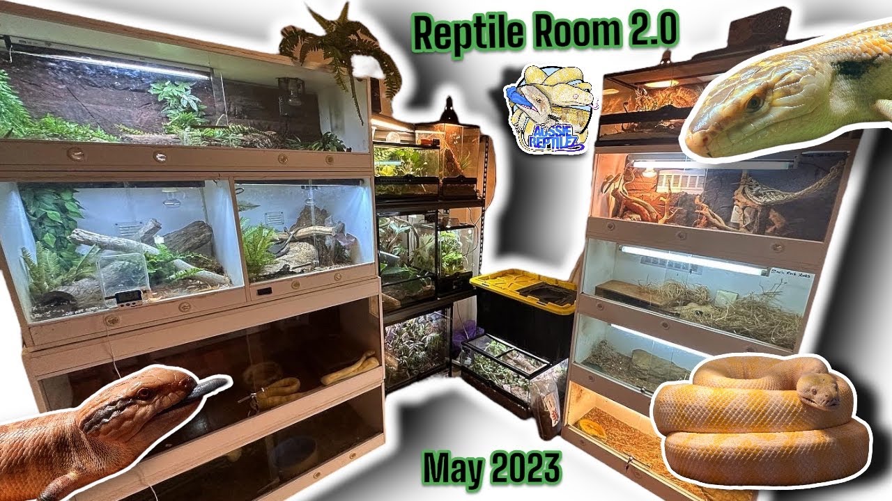 Reptile Room 2.0 | May 2023 Update!
