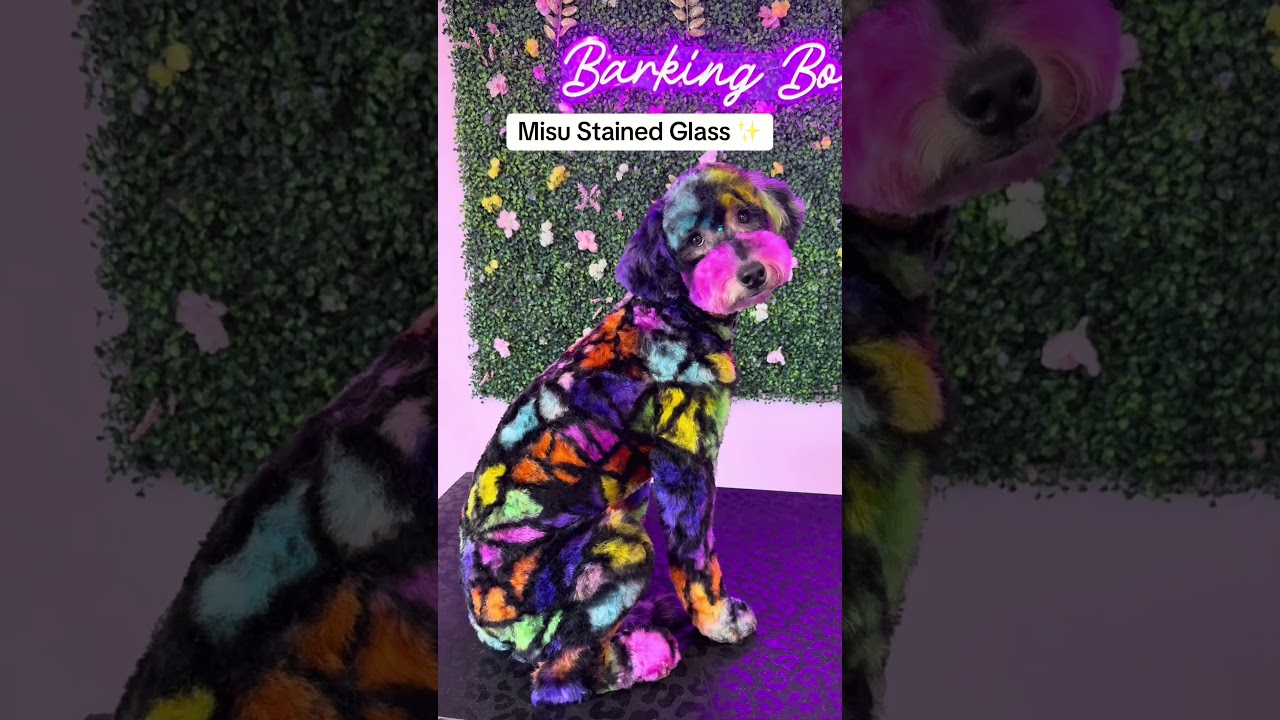 Креативный груминг животных 🐶🎨 Кто вам больше нравится? #собака #dogshorts #питомцы #petshorts #и...