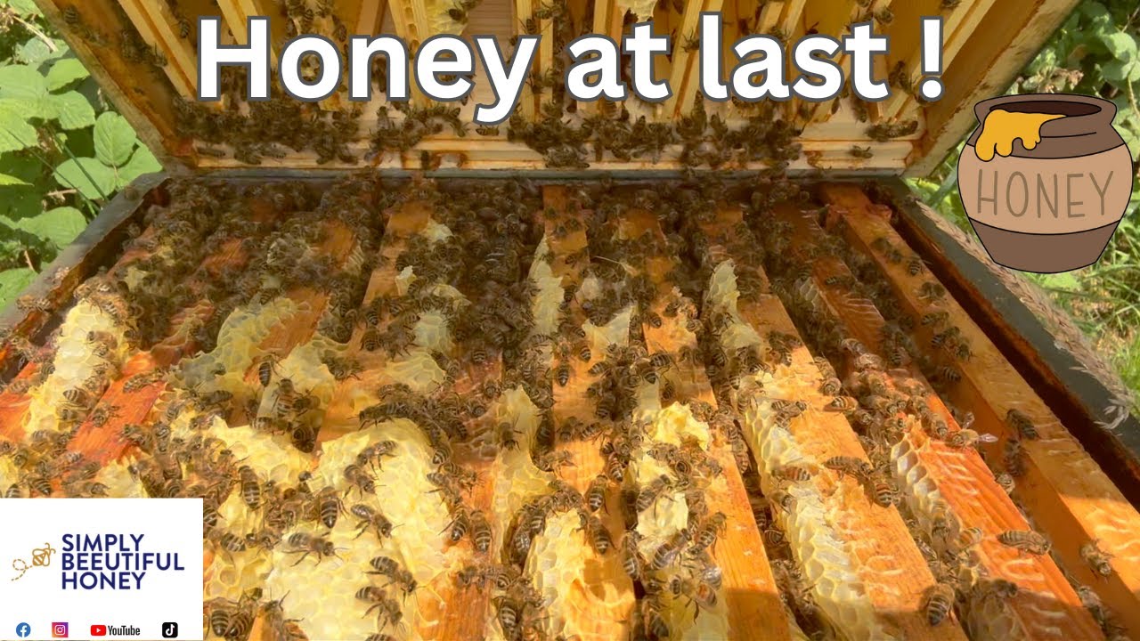 Simply Beeutiful Honey, Honey at last, I don't do swarms. Live with the BBC