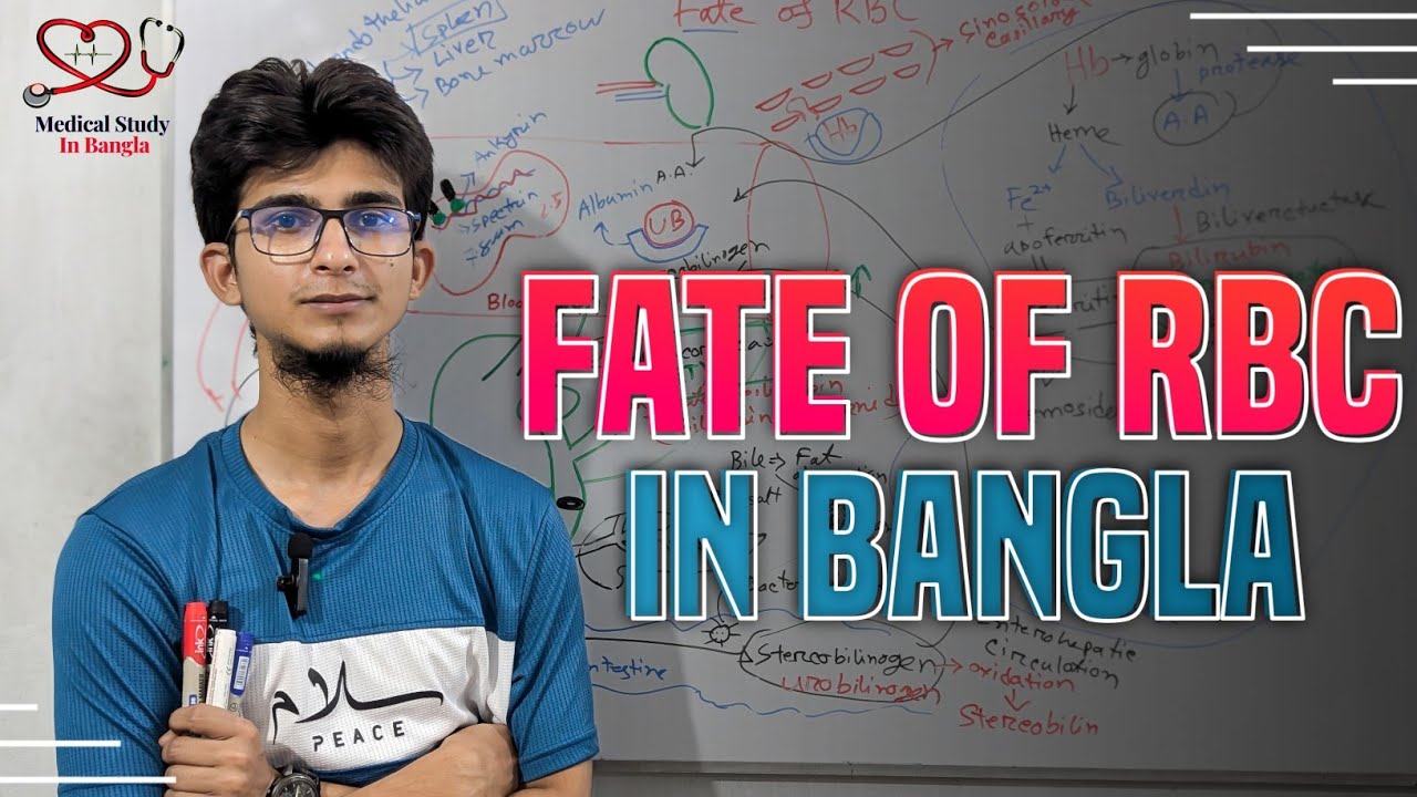Fate of RBC in bangla
