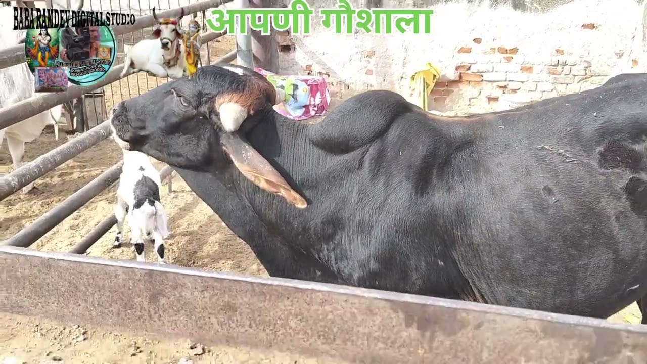 07.01.2026का आपणी गौशाला में कार्य 