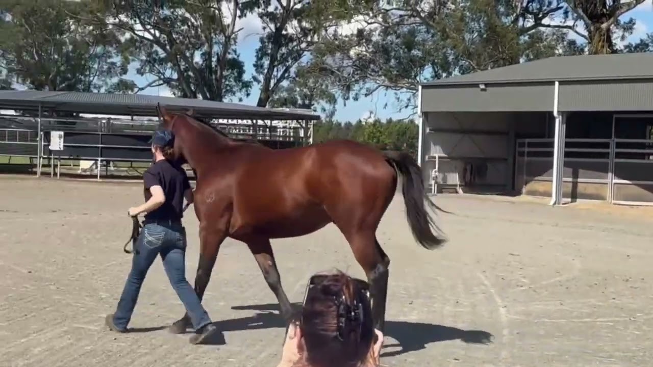Tagaloa ex Rockaroo colt parade