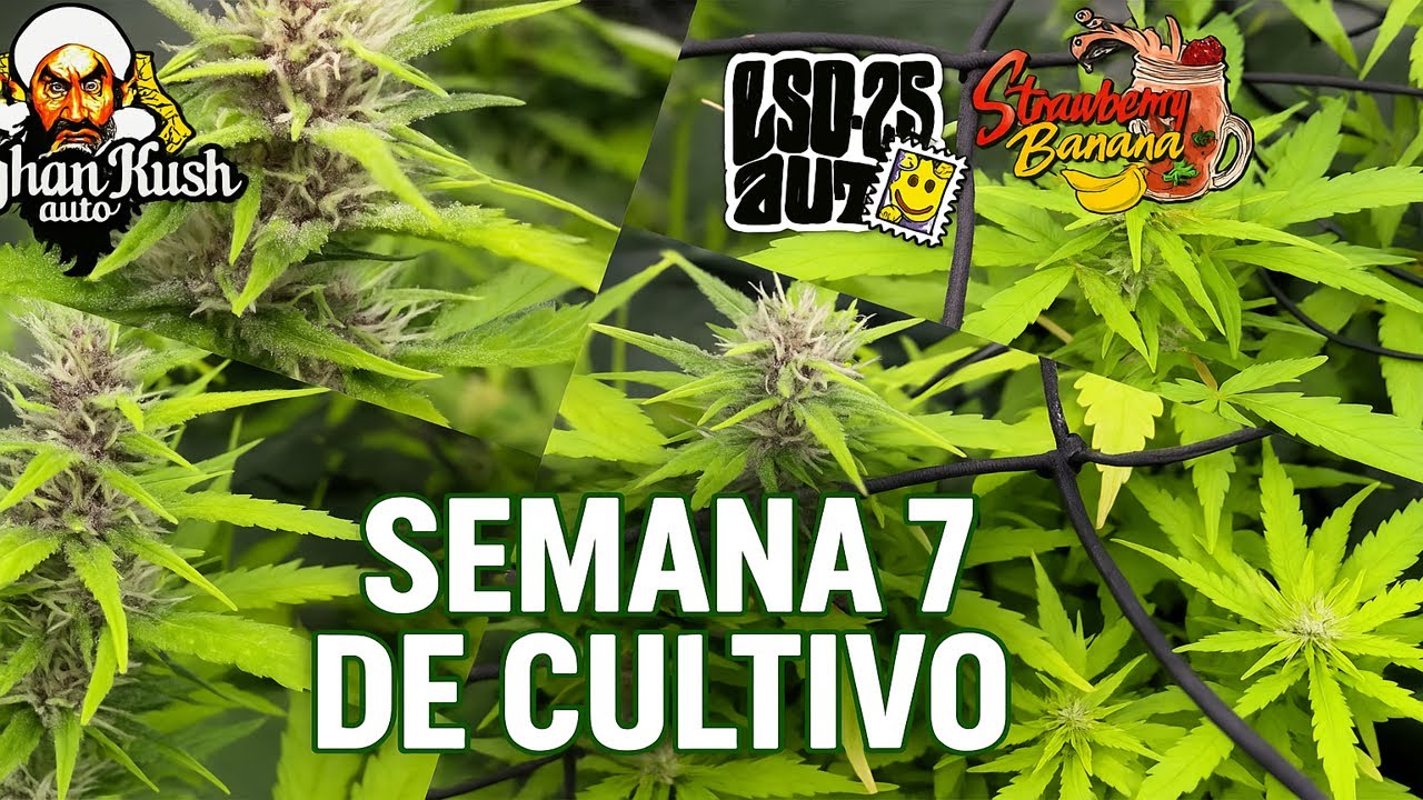 Semana 7 de Cultivo 🌱 Autoflorecientes en Floraci&oacute;n