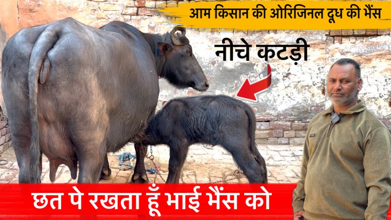 🔴छत पे रखता हूँ भाई भैंस को👉आम किसान की ओरिजिनल दूध की भैंस-नीचे कटड़ी।MANISH☎️9812212412.