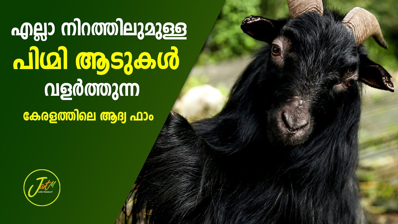 എല്ലാ നിറങ്ങളിലുമുള്ള പിഗ്മി ആടുകളുള്ള കേരളത്തിലെ ഏക ഫാം #pygmy goat #jantm_Goat_Farming_Video