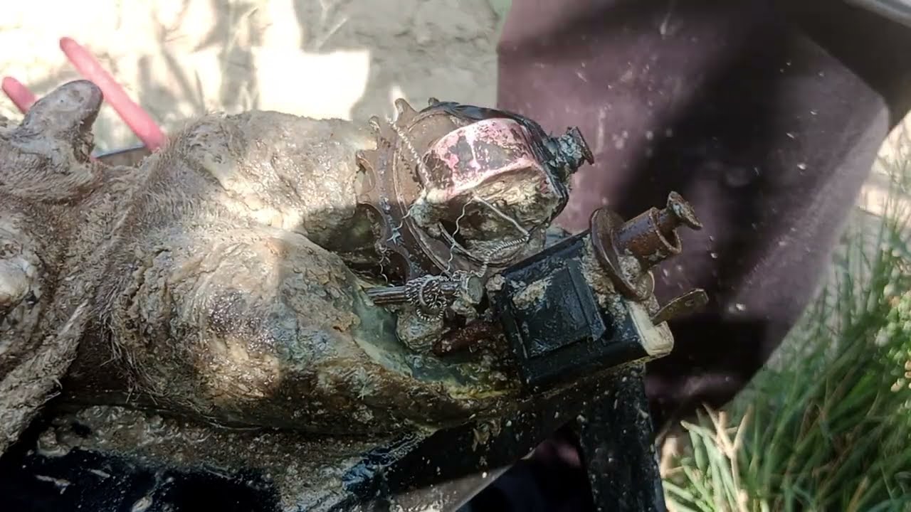 Slowly cleaning the cow's feet from mud 