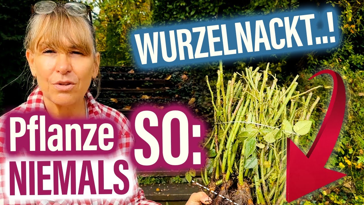 Wurzelnackte Rosen einpflanzen, UMPFLANZEN - Boden: Rootgrow anwenden: maximale Nährstoffe für ROSEN