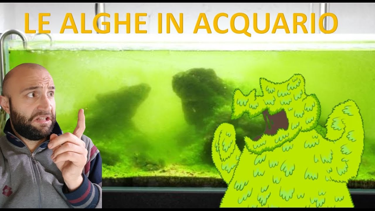 Le alghe in acquario, come, dove, quando e perchè. ore 21.00