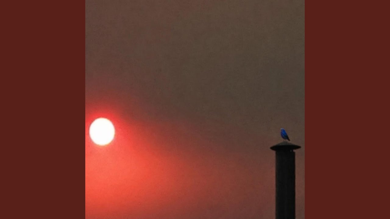 Minimal Birds