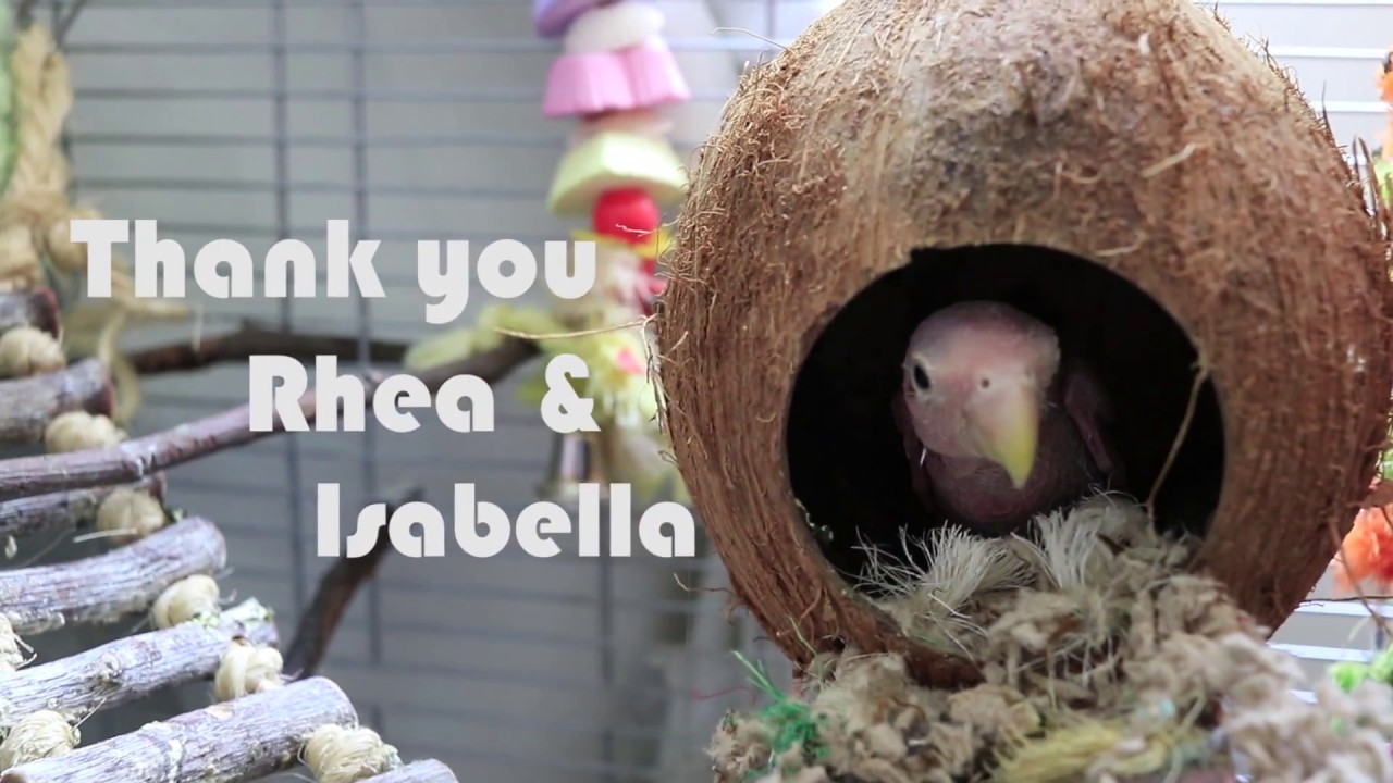 Rhea the Naked Birdie
