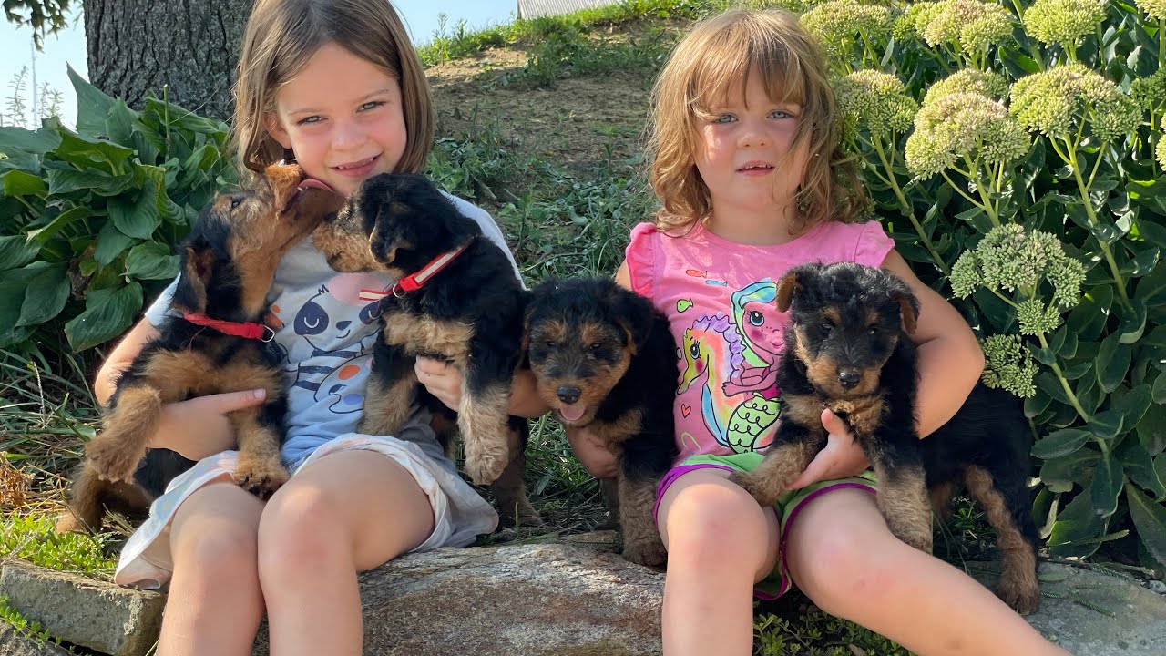 Available welsh terrier puppies!!
