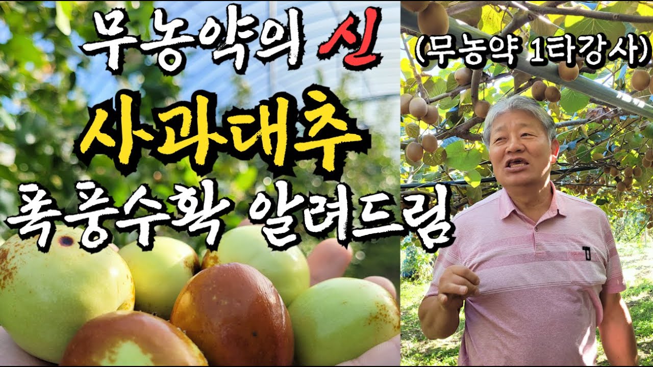 무농약 1타강사가👨‍🏫 알려주는 사과대추 폭풍수확 하는 법!