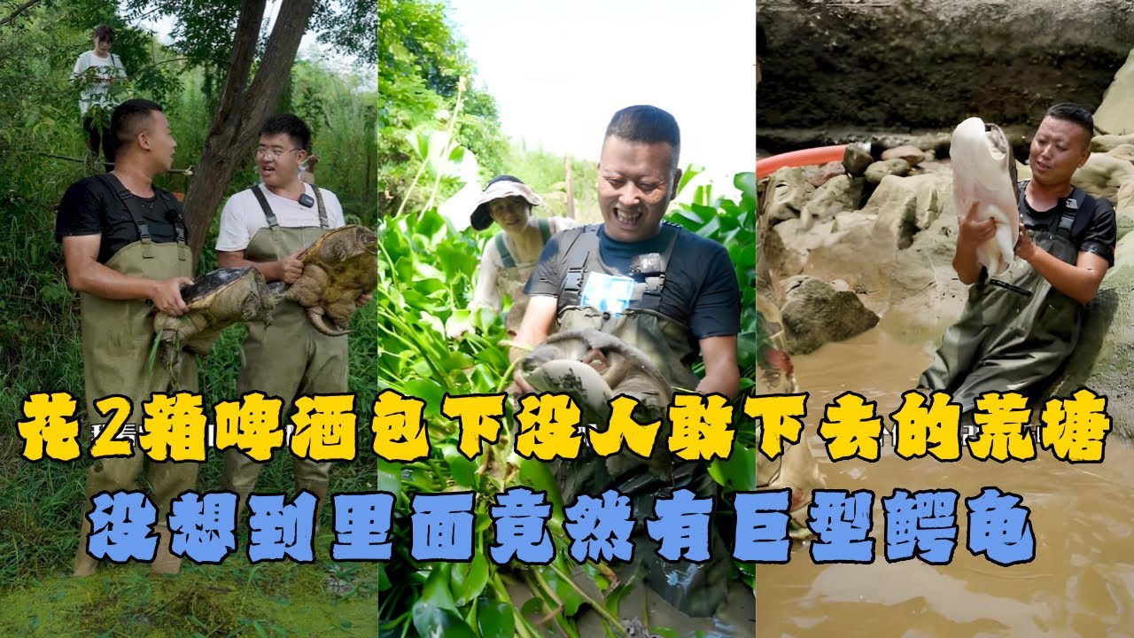 花2箱啤酒包下10多年没人敢下去的荒塘，没想到里面竟然有巨型鳄龟！#户外抓鱼 #户外捕鱼 #小飞哥抓鱼 #乡村生活 #农村生活