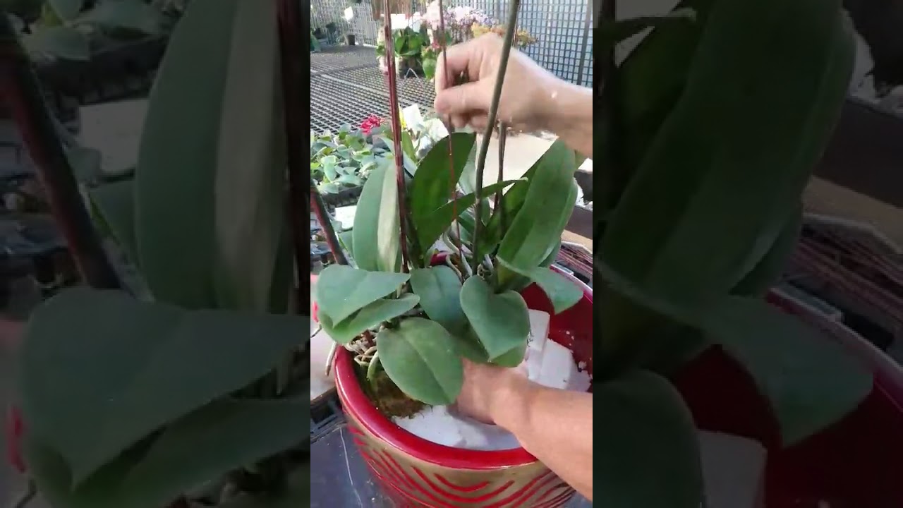 大朵高花組盆