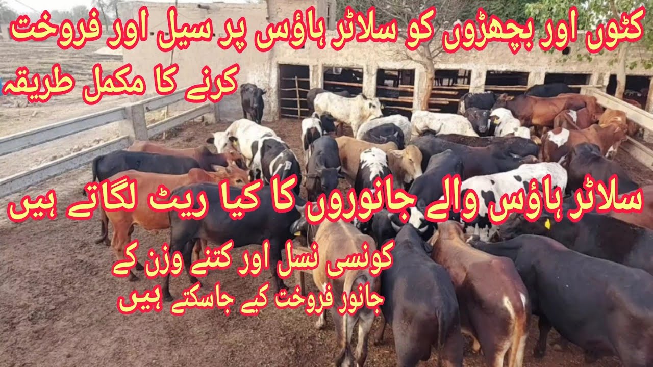 Slaughter House Par Bachary/kattay Sale or Faruhat ka tarika | How to Sale Calves At Slaughter House