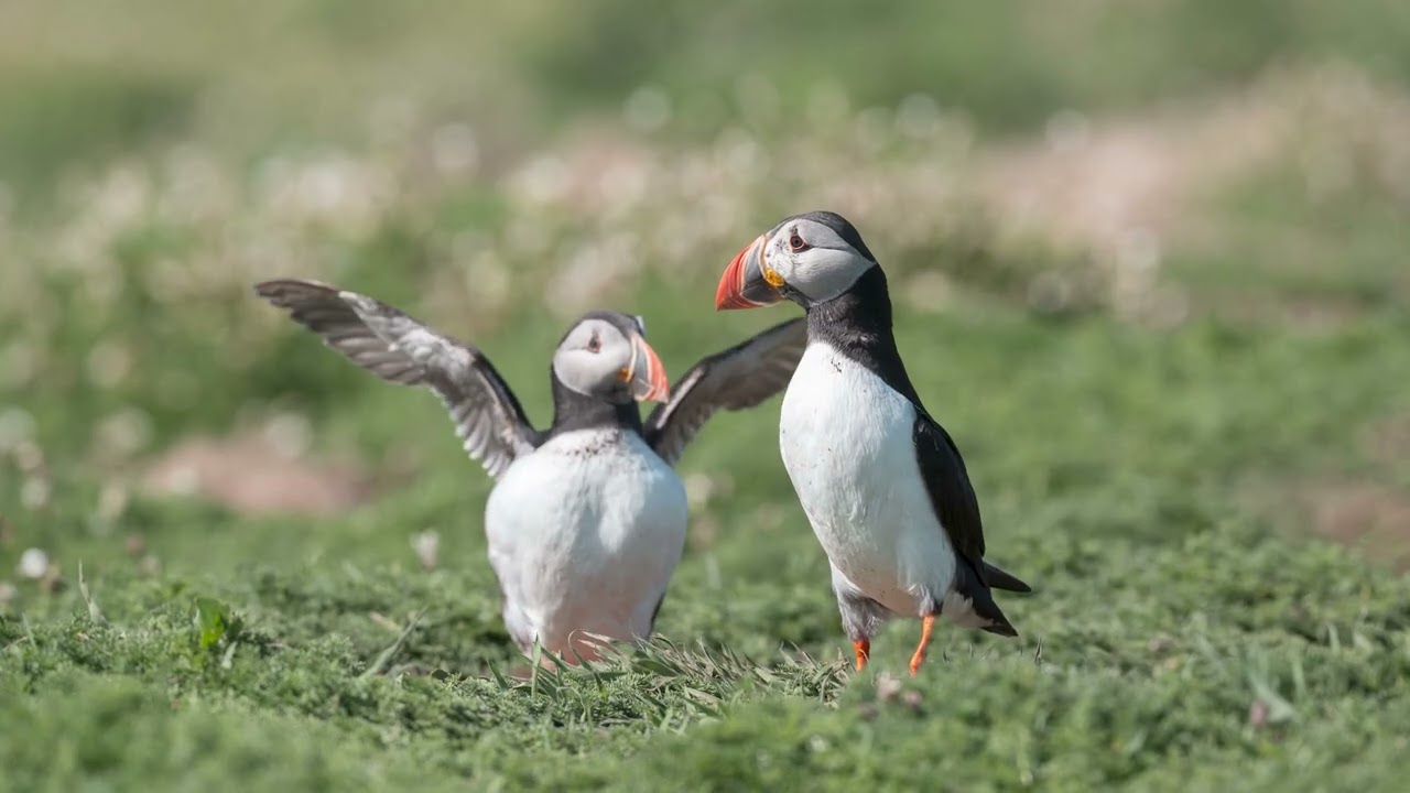 A75_250528_Puffin Photos #3