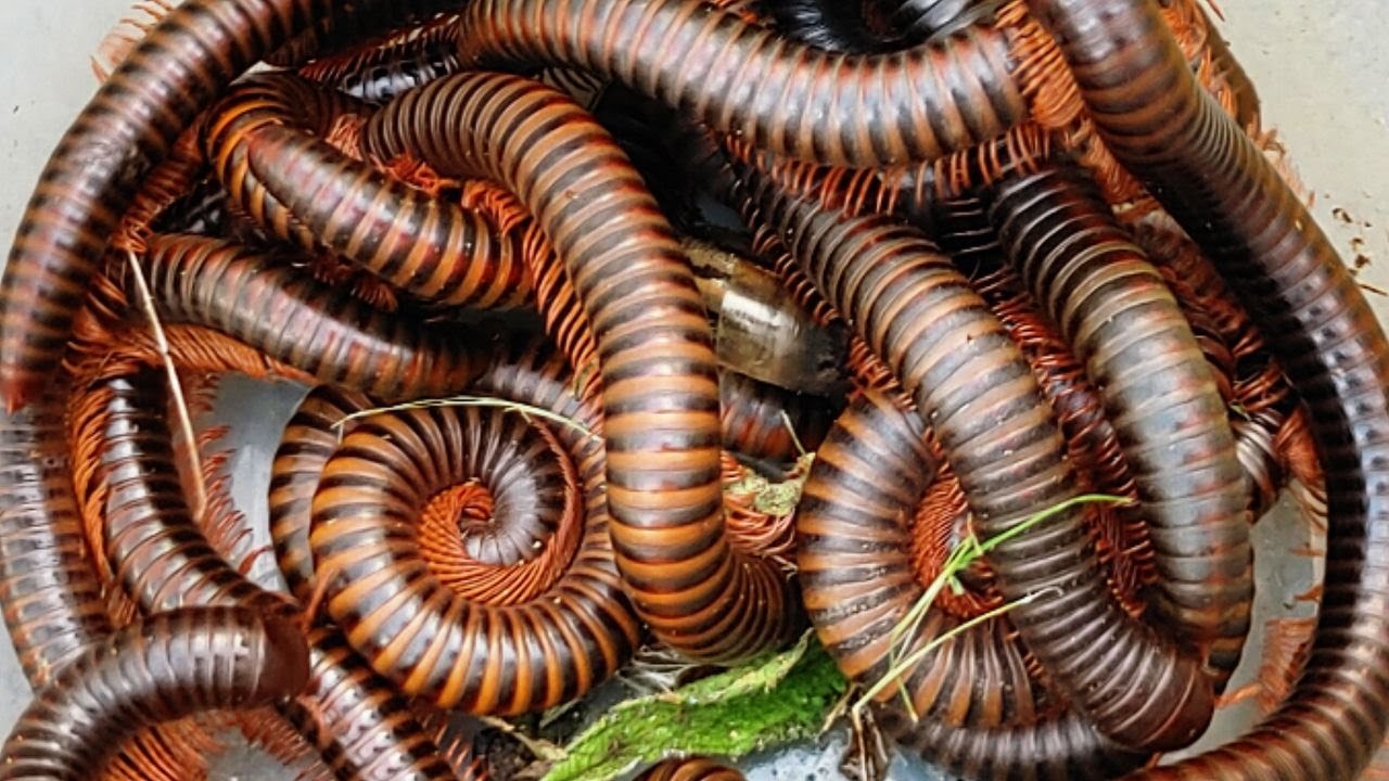 Unbelievable For Discovering and Catching Hundreds of Millipedes in the Yard