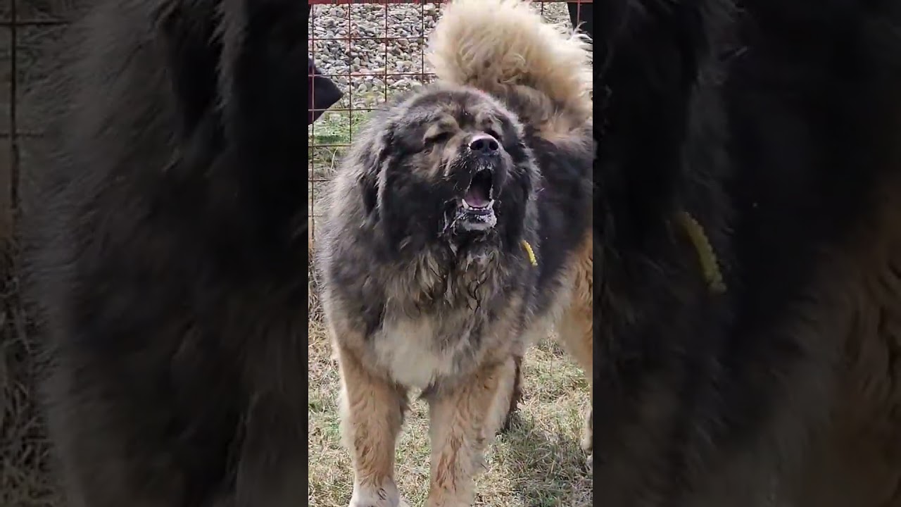 Ciobanesc Caucazian ca un leu.Foarte puternic. #dog #animals #viral #caucasian