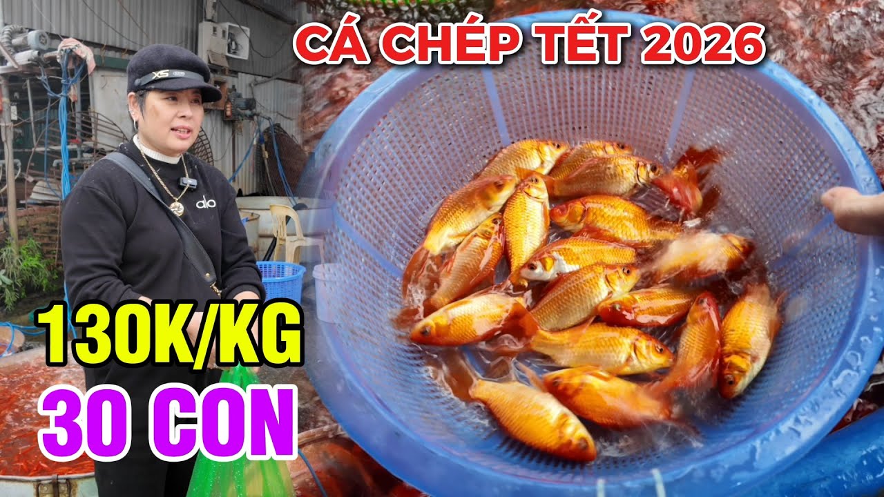CÁ CHÉP ÔNG CÔNG ÔNG TÁO TẾT BÍNH NGỌ 2026 QUÁ RẺ 130K/KG