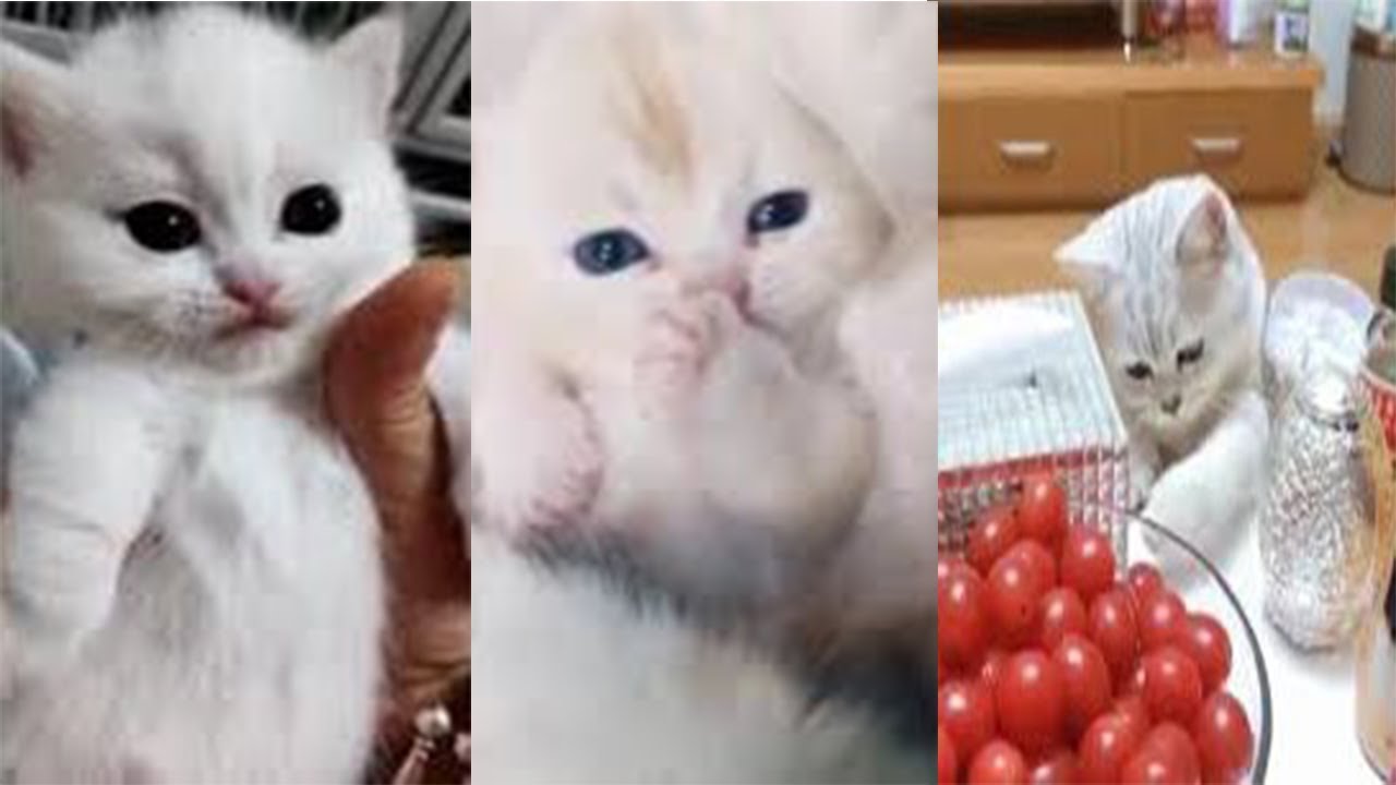 TOP CAT CHATS CAT CUTE COMPILATION MEILLEURS TOP CHAT TROP MIGNON ET DROLE #5 👍