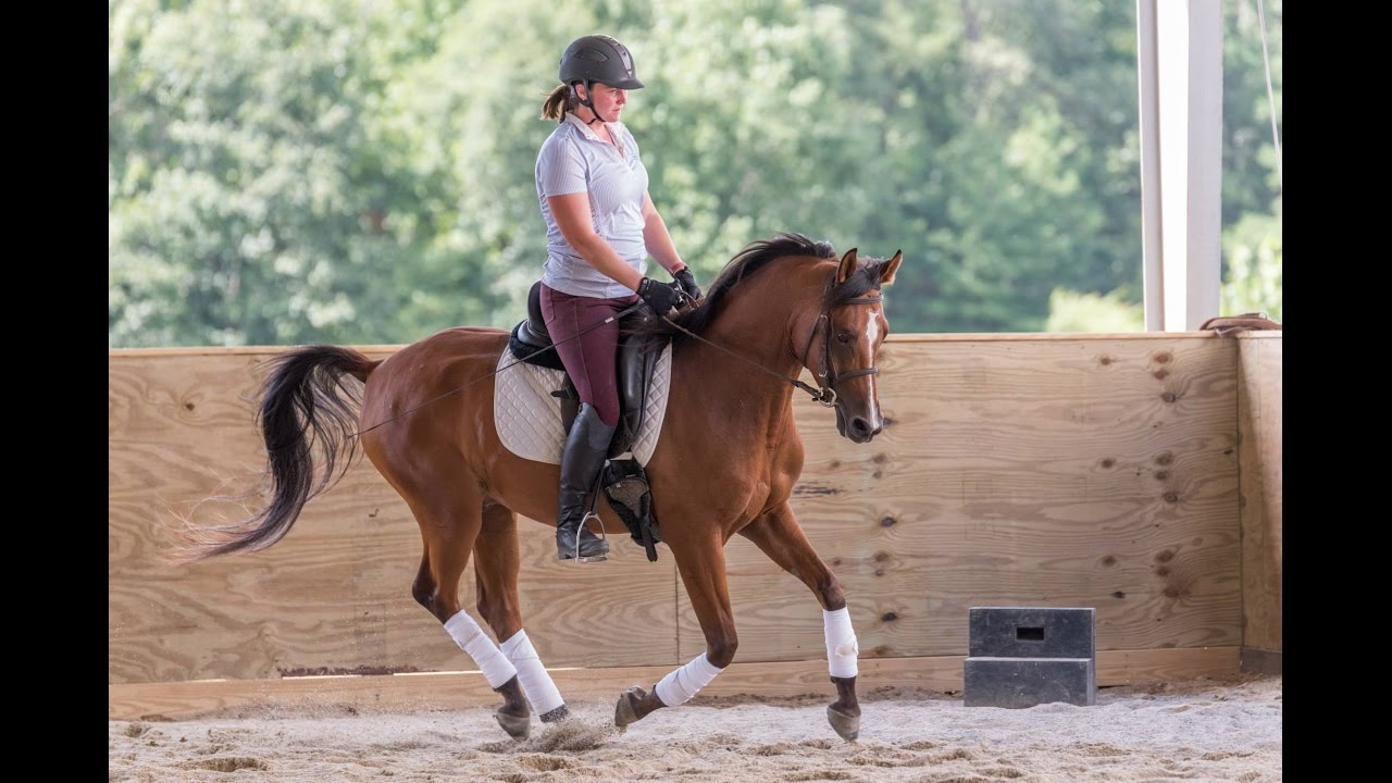 Correct Rider Leg Position // Horse Training Tips with Deanna Corby Dressage