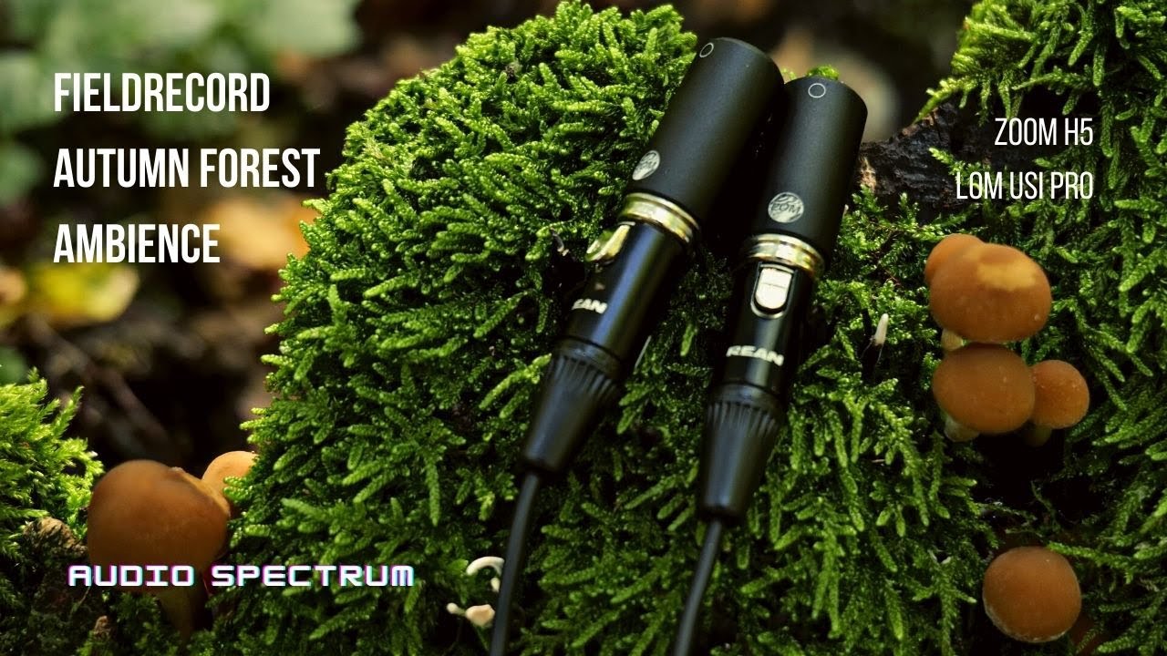 Autumn Forest Ambience | ZOOM H5 - LOM USI PRO mic | Audio Spectrum | #ASMR