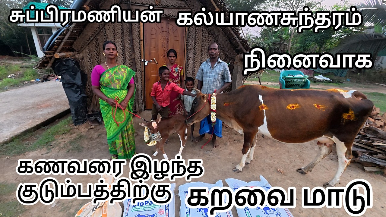 கணவரை இழந்து சிரமப்படும் குடும்பத்திற்கு கறவை மாடு,கோவை திரு  சுப்பிரமணியன் கல்யாணசுந்தரம்  நினைவாக