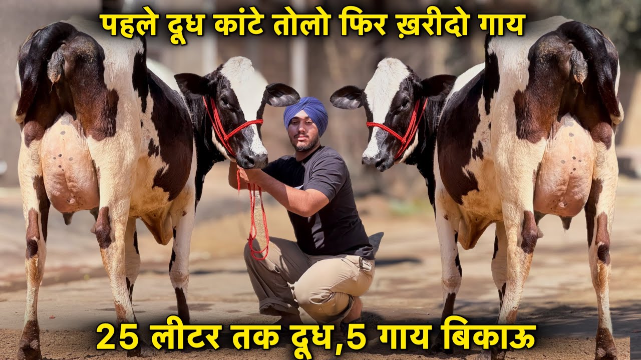 दूध कांटे तोल कर ख़रीदो गाय,25 लीटर तक दूध👌क्रॉस ब्रीड की 5 गाय बिकाऊ 👍Cross Breed Cows For Sale