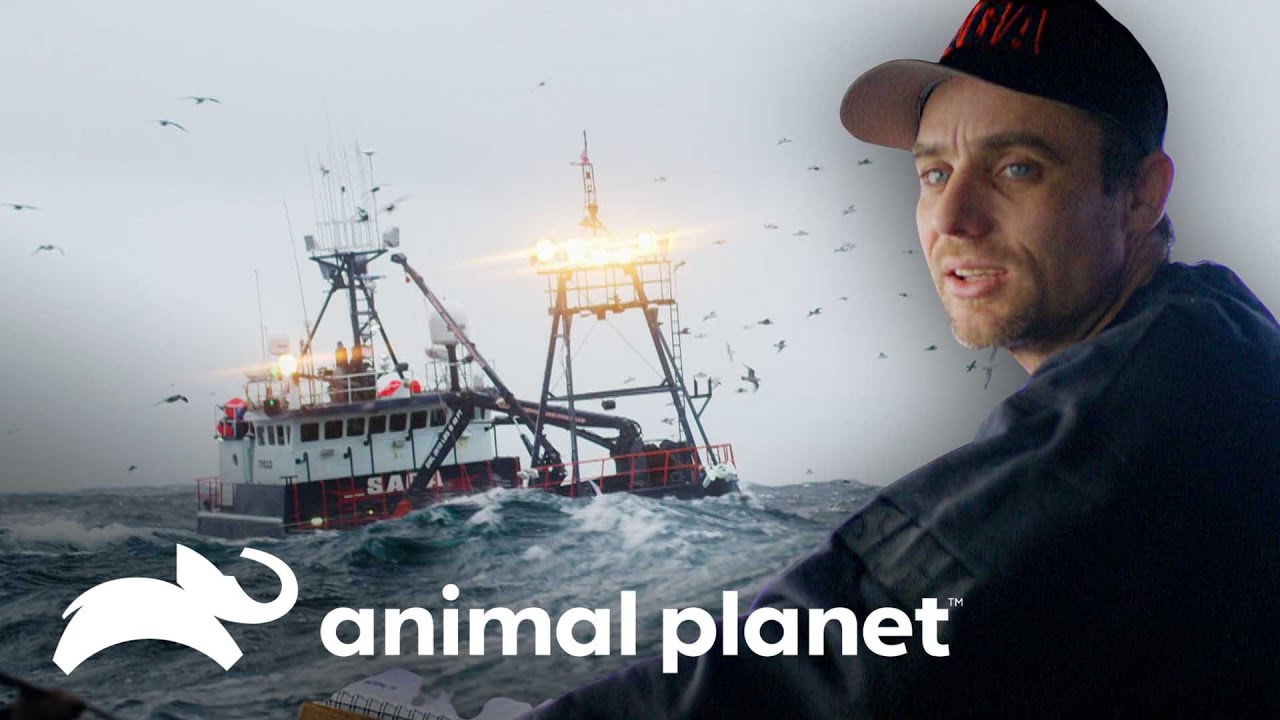 Forte tempestade na &aacute;rea de pesca amea&ccedil;a a tripula&ccedil;&atilde;o do navio | Pesca Mortal | Animal Planet Brasil