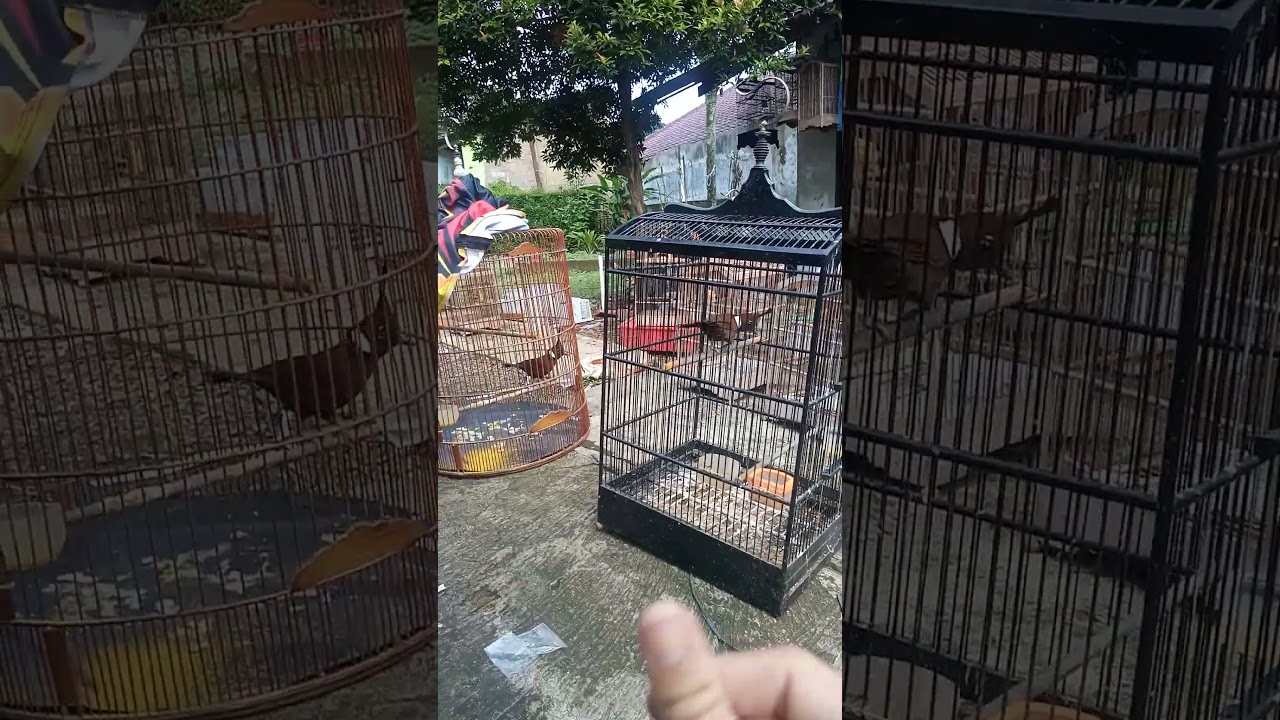 Burung cililin#bogor #shortvideo #masteranjernih #burung #shortsviral #kicaumania #cililingacor