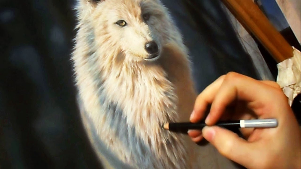 Super Realistic Wolf Drawing | Sebastian Caltabiano
