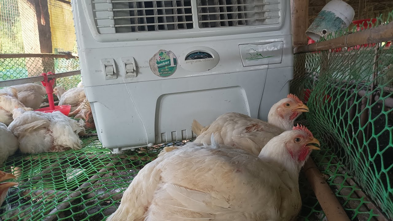 ব্ৰইলা লিফটিং #Broiler #farming broiler