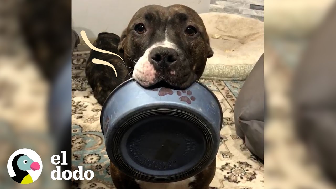 Perrita rescatada es la mayor ayudante de su mamá | El Dodo