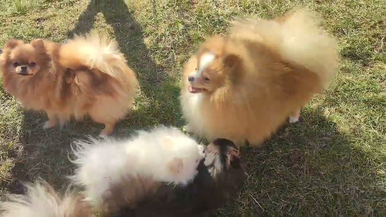 Чудесные пушистик ждут семью🥰🐾 Продажа щеночков доставка по миру+79788972514