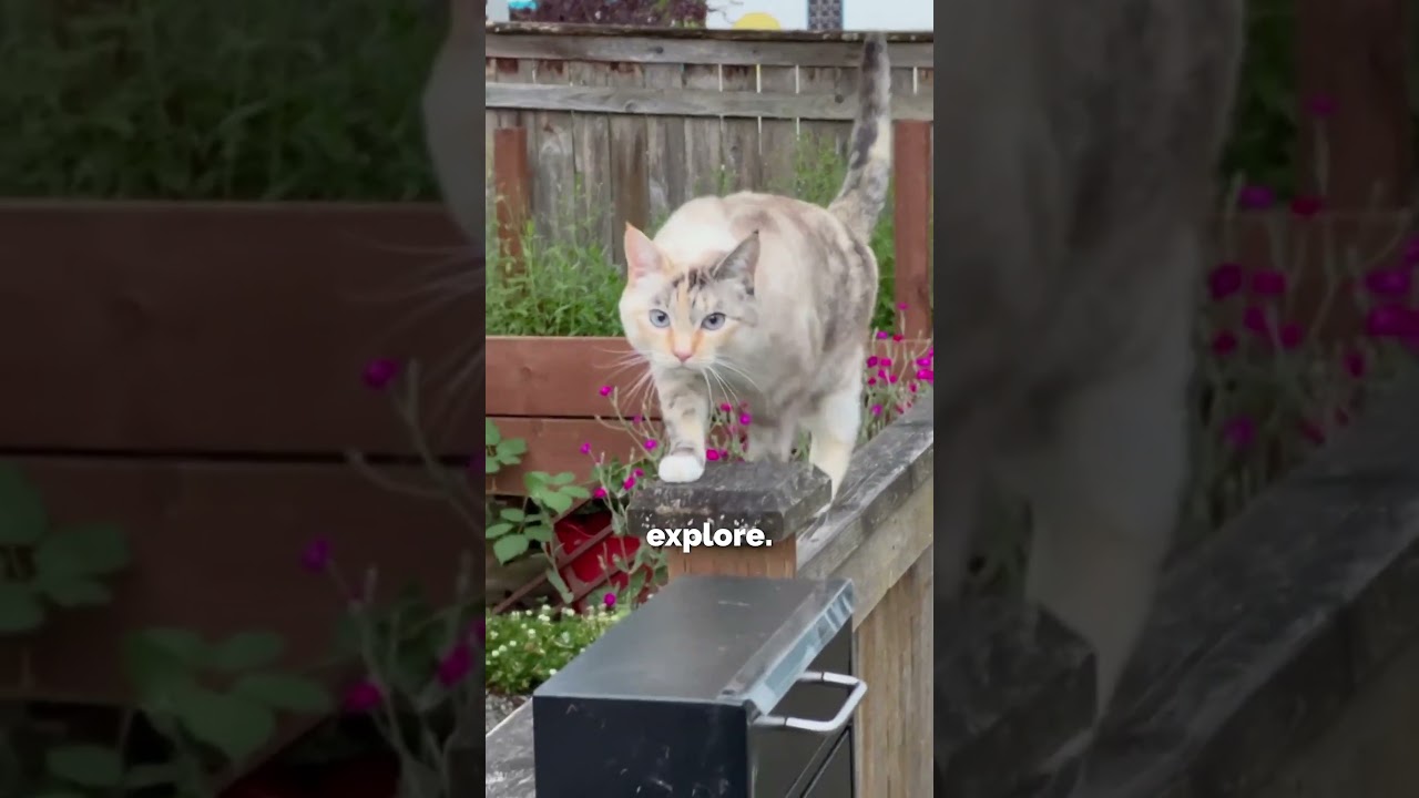 Should You Keep Your Cat Indoors? 😺 #cat #catfacts #pets #petfacts #animals #youtubeshorts #shorts