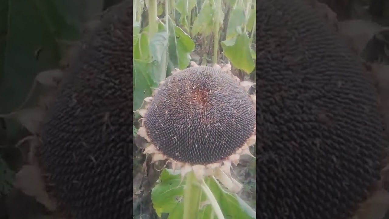 sunflower harvesting manually | diy | easy way to harvest sunflower