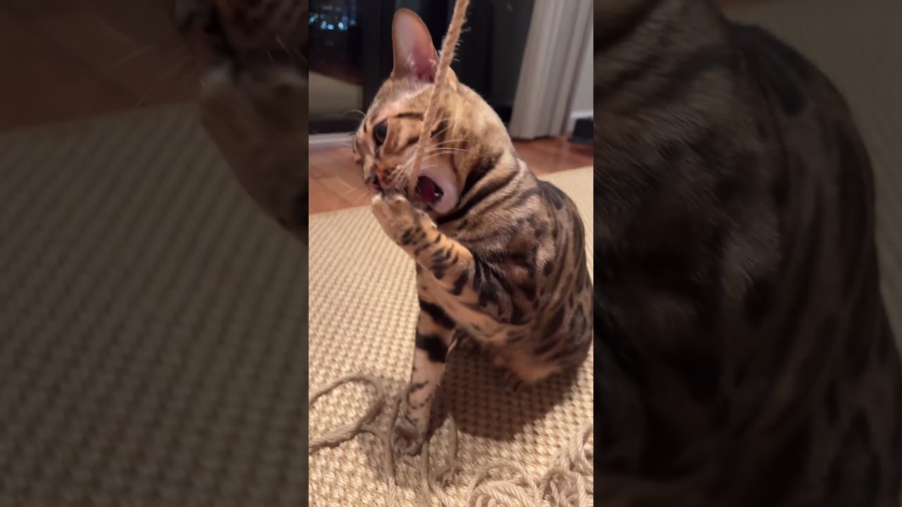 DIY Cat Toys are the Best!